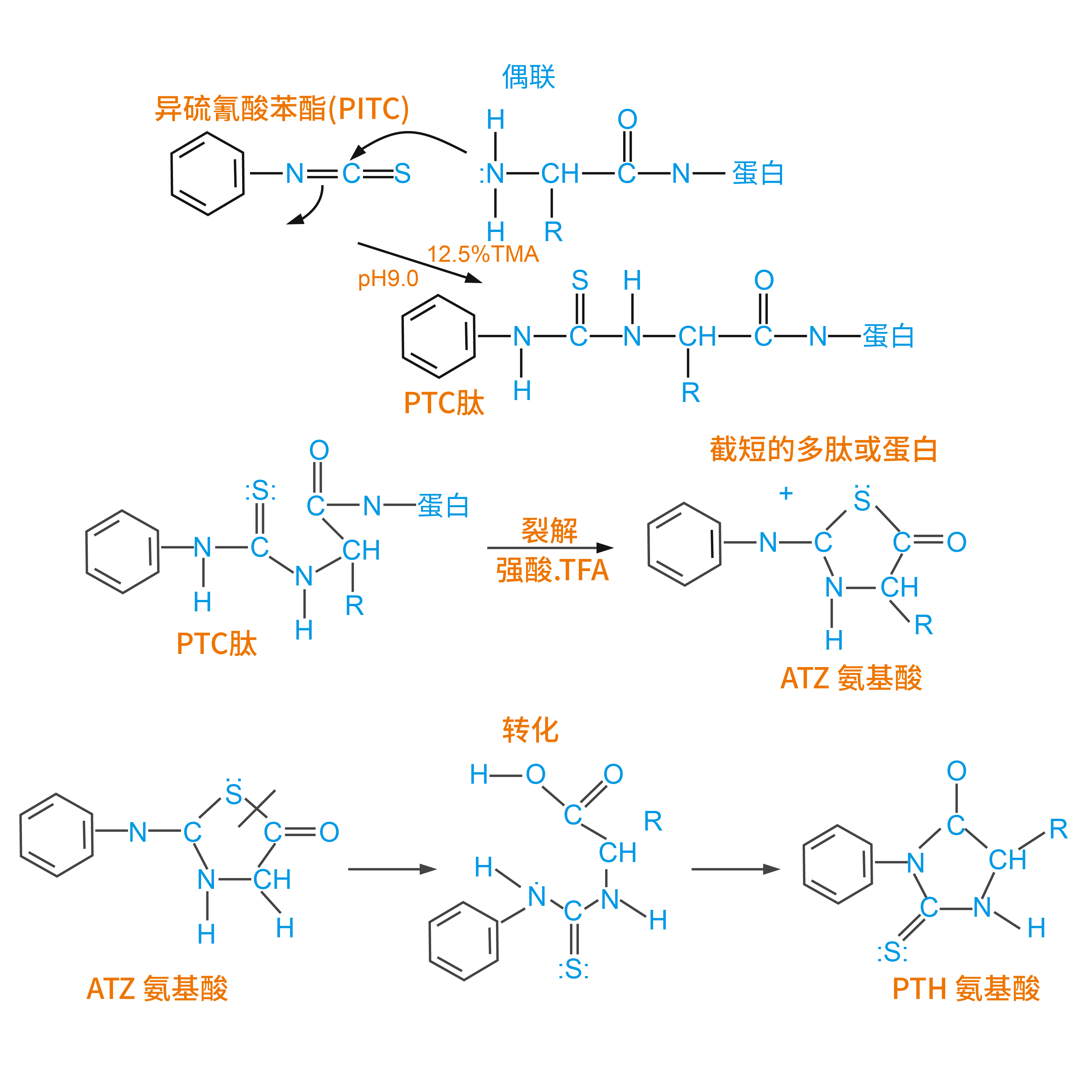 Edman原理图