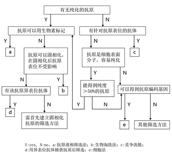 抗体库构建与筛选