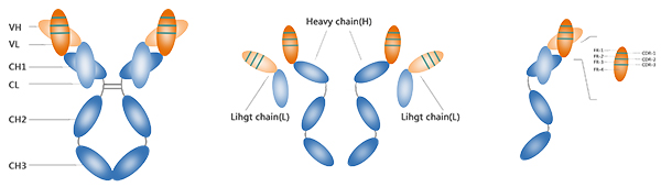 抗体结构