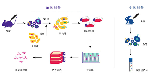 单抗多抗制备流程