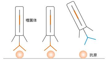 固相化抗原筛选法