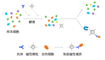 免疫磁性细胞分选原理