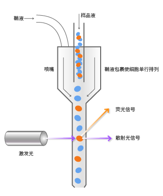 流式细胞术原理