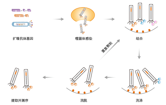 噬菌体展示抗体库构建与筛选